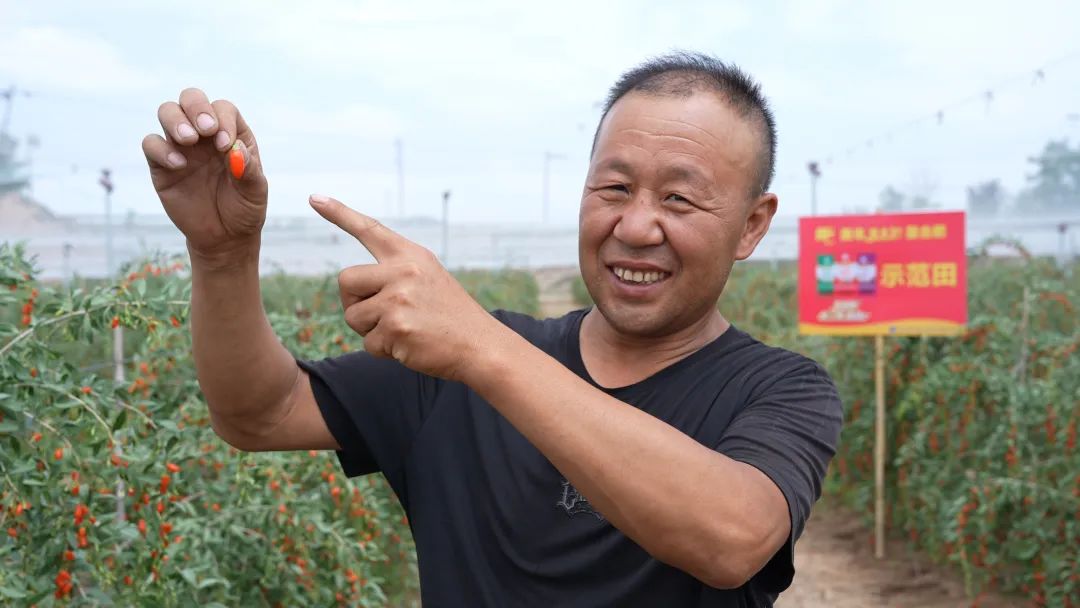 鲜枸杞用了中国·yL23411永利(集团有限公司)-官方肥亩产超2000斤