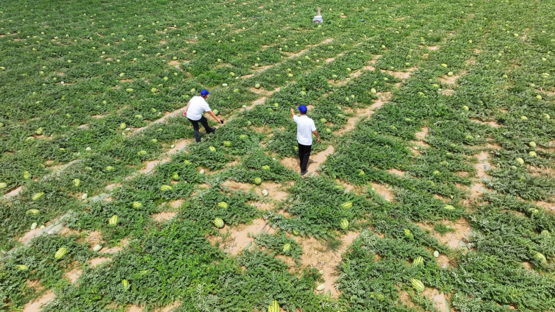 定边田里藏不住的“丰景”